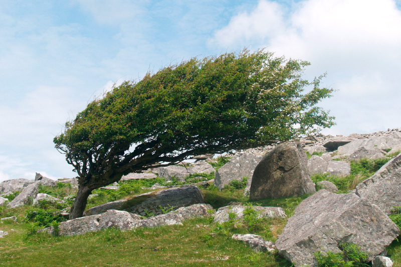 Compte amb l'arbrat i la decoració de la via pública: Alerta del pla VENTCAT per demà dijous 23 d'octubre
viladeroses.cat/compte-amb-lar…