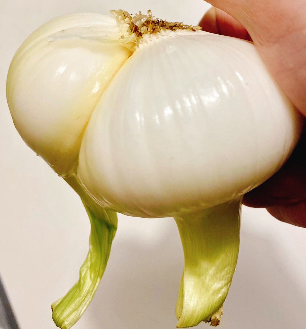 今日は中の人がお休みのため代打で投稿します🥲
"足”が生えてるような #玉ねぎ に出会いました🧅どこかに歩いて行きそうで、なんだが愛着が湧いてきます☺️

と、ここまで読んでいただきました皆さま、このようなお粗末ポストで皆さまの大切な時間を空費させてしまい大変申し訳ありませんでした。