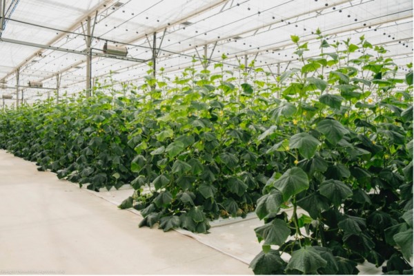 REVISTA F&H tweet media