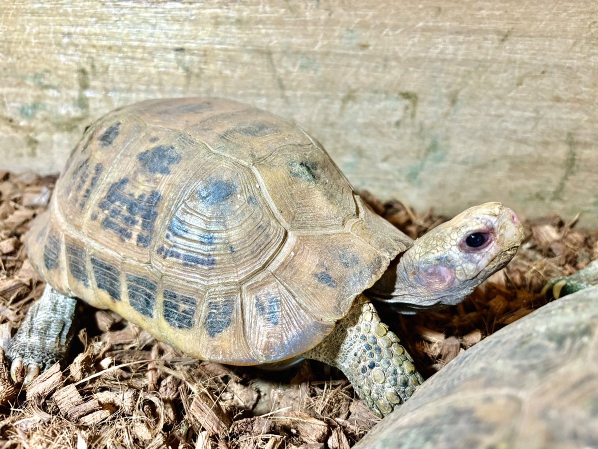 from SCRATCH フロム スクラッチ (@shop_scratch) / Posts / X