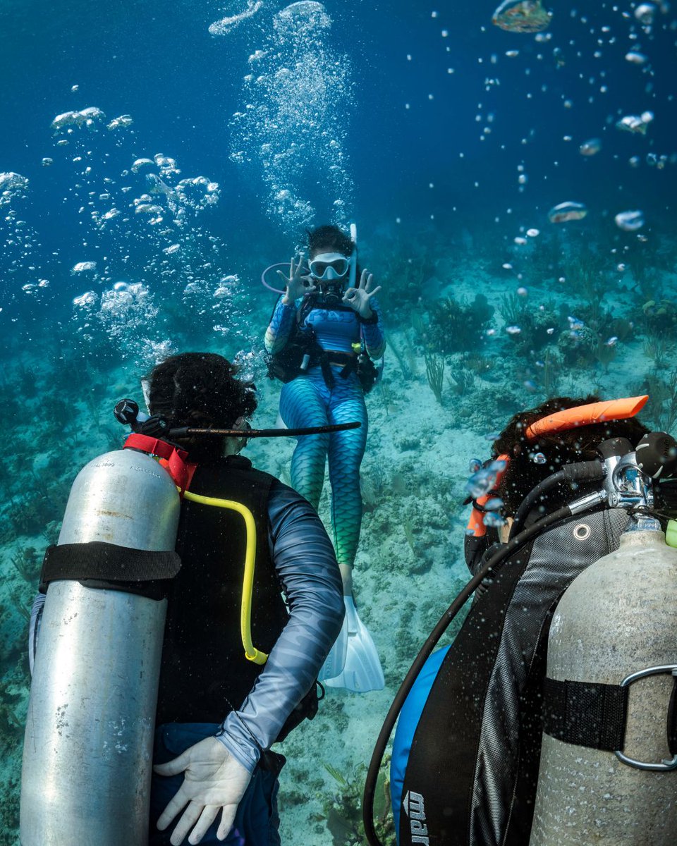 PADI's tweet photo. This is what your days look like when you start your diving journey! 🤿 🌊

#PADI #Diving #Underwater #Ocean #scubadiving https://t.co/YbOhs9P8t4