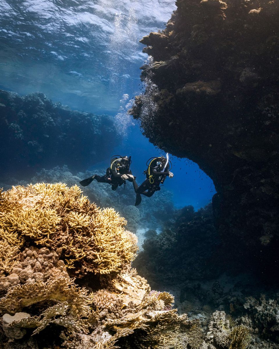 PADI's tweet photo. This is what your days look like when you start your diving journey! 🤿 🌊

#PADI #Diving #Underwater #Ocean #scubadiving https://t.co/YbOhs9P8t4
