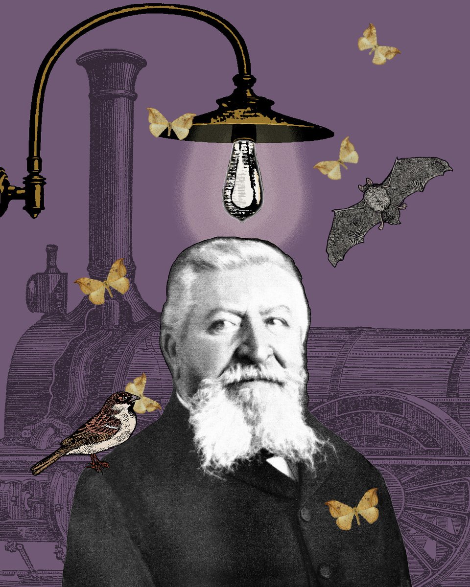 NHM_Digitise's tweet photo. It’s #WorldEnergyDay! 💡⚡️Wondering how human electricity usage and light pollution can affect the natural world is not as recent a phenomenon as you might think. https://t.co/H7umc3ydMc