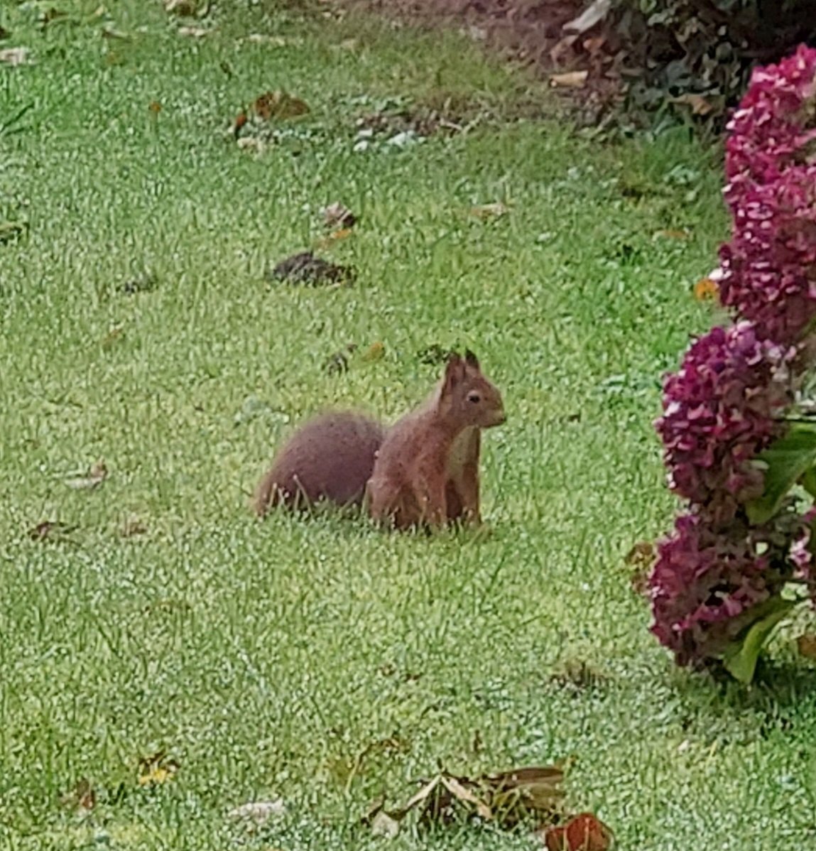 mathildeontwit's tweet image. Goedemorgen en een fijne dag!
Het lijkt of hij even zit na te denken, komt nu elke morgen gezellig langs 🤣🐿