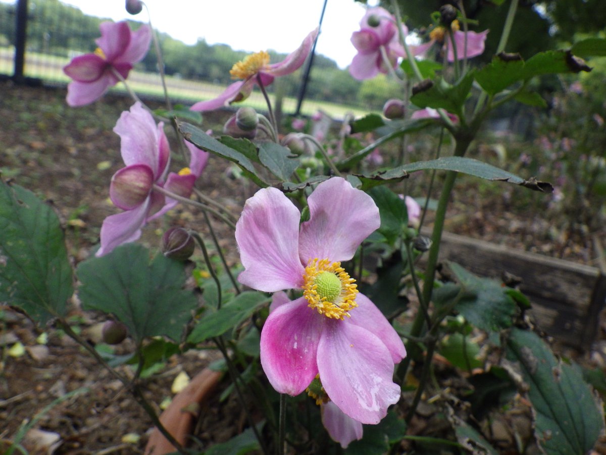競技場北側の園路沿いでシュウメイギク（秋明菊）が咲いています。
じつはキクではなくアネモネに近い仲間で、花びらに見えるのは「ガク」。
派手さはありませんが、赤紫色と黄色が和風で素朴な美しさですね。
40株ほどまとまって咲いていますので、ぜひ散策の際に鑑賞してみてください。