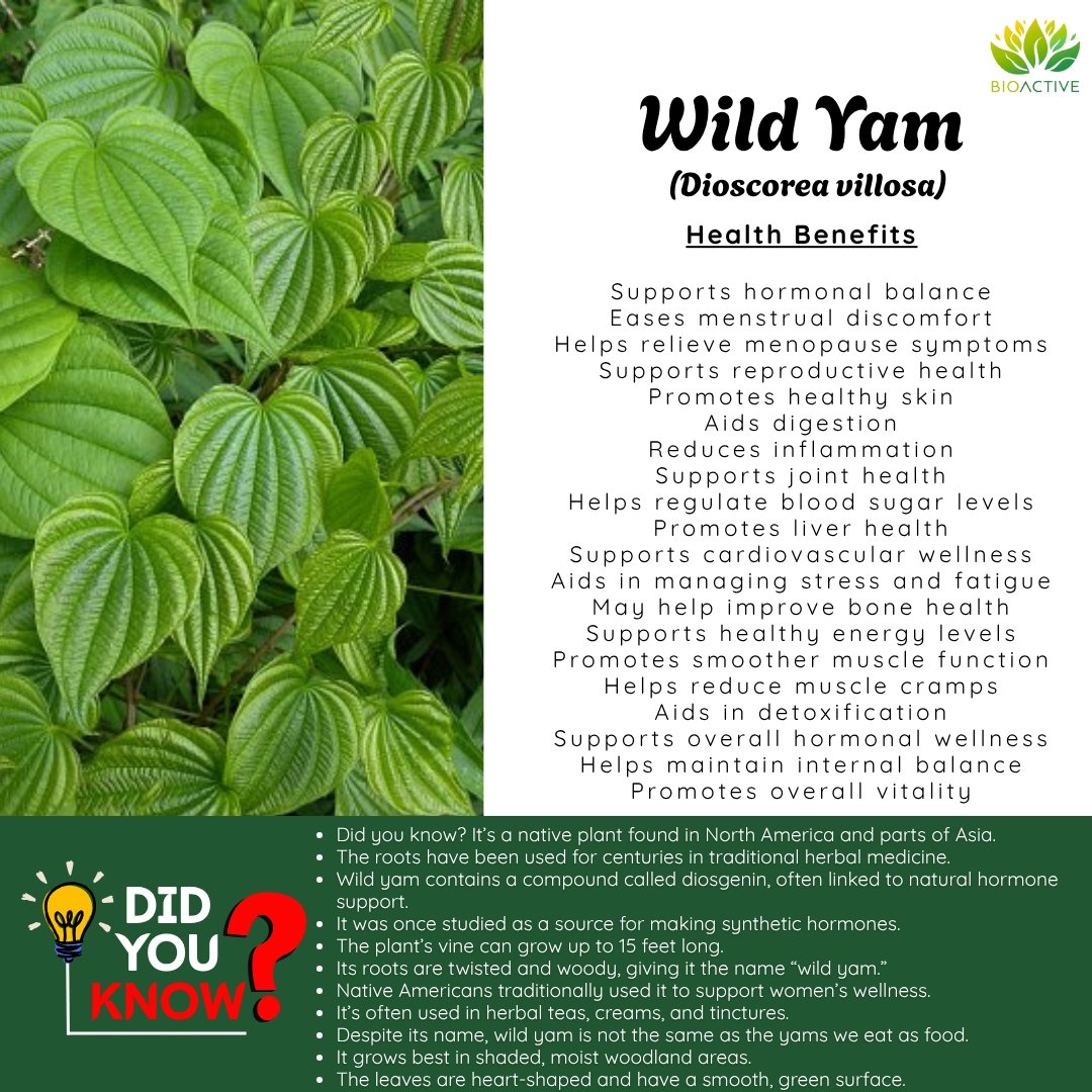 BioActiveHQ's tweet photo. Wild yam is a timeless plant known for its earthy roots and graceful vines that thrive in quiet, shaded places. With its heart-shaped leaves and long history of traditional use, it remains one of nature’s enduring botanicals - simple, natural, and deeply connected to herbal heritage.