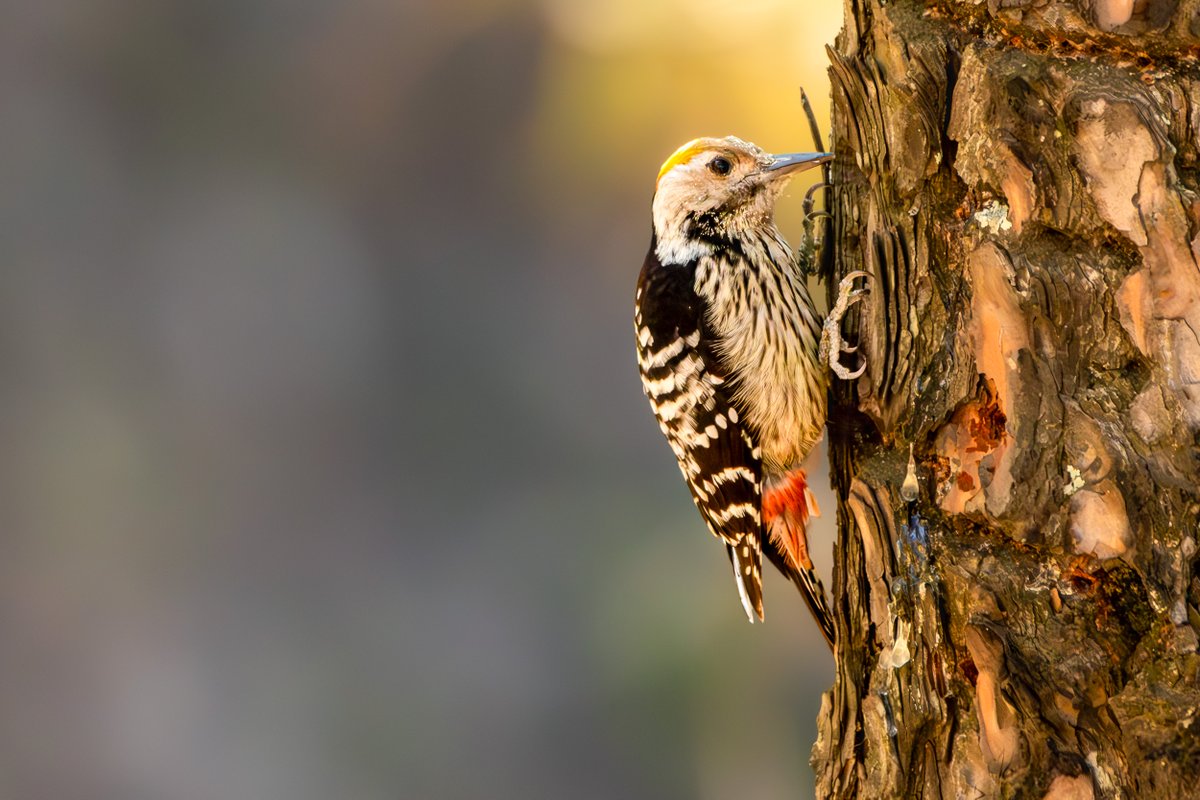 rahul_rajguru's tweet image. Brown-fronted Woodpecker
