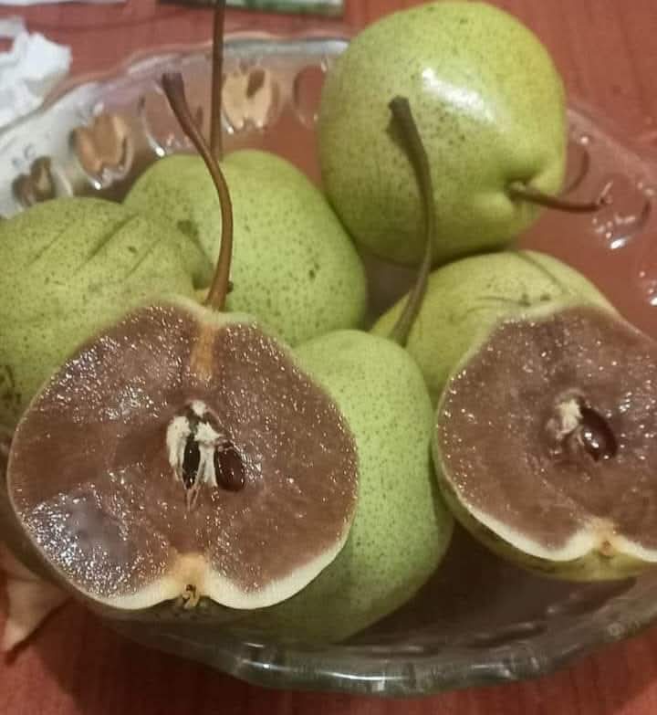 HIZLA BU MEYVE ÇEŞİTLERİNI KAYBEDİYORUZ,,

Armudun en tatlı hali. Kimileri çürümüş diye atar. Şu görüntü olunca bir şey deniyordu bizim köyde ama unuttum.