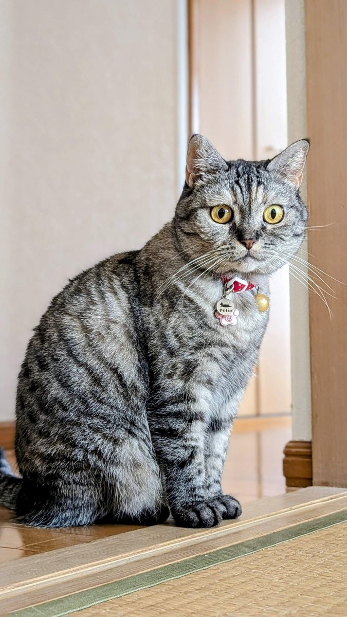 猫さん 猫さん Buy ZX 700 - B34330 | GOAT