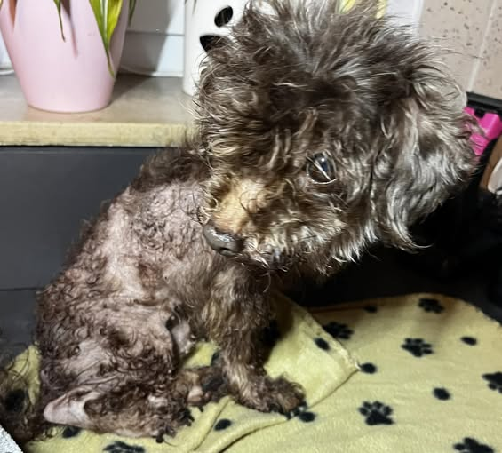 Bad Salzuflen · Retzen ·  32108
Verwahrloste Hündin bereits am 17.10 gefunden.... wer kann Hinweise geben?
Kopie: 
Die kleine Hündin würde bereits am Freitag, 17.10.25 aufgegriffen.
Sie befand sich in einem sehr schlechten Pflegezustand. Auch gesundheitlich hat sie viele