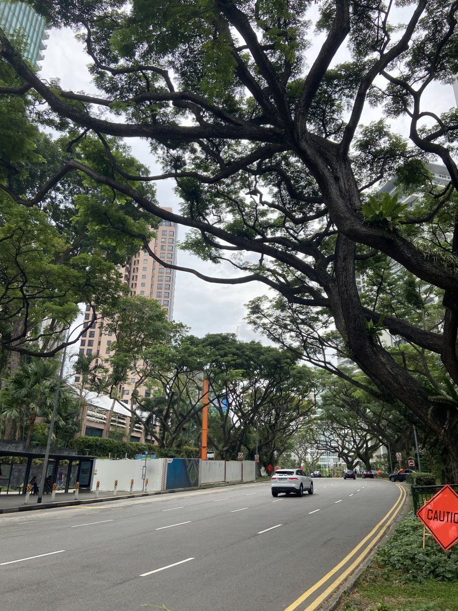 車窓から眺める緑のトンネル、心が落ち着く瞬間🚙💭