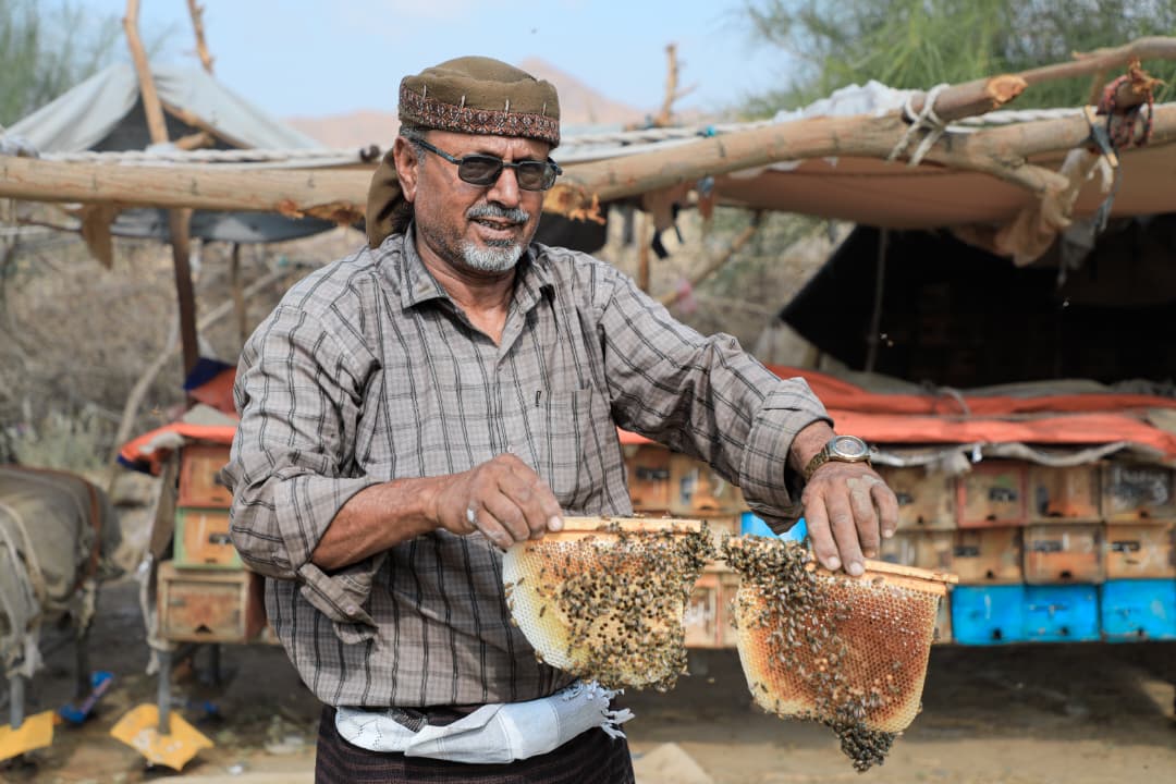 Masam_ENG's tweet image. In pictures | #Beekeeping is part of #Yemen’s cultural and economic heritage.
When #landmines cut off access to Sidr tree pastures in Shabwah, many beekeepers lost their hives, income, and a trade passed down through generations.
Project Masam’s clearance work is helping them
