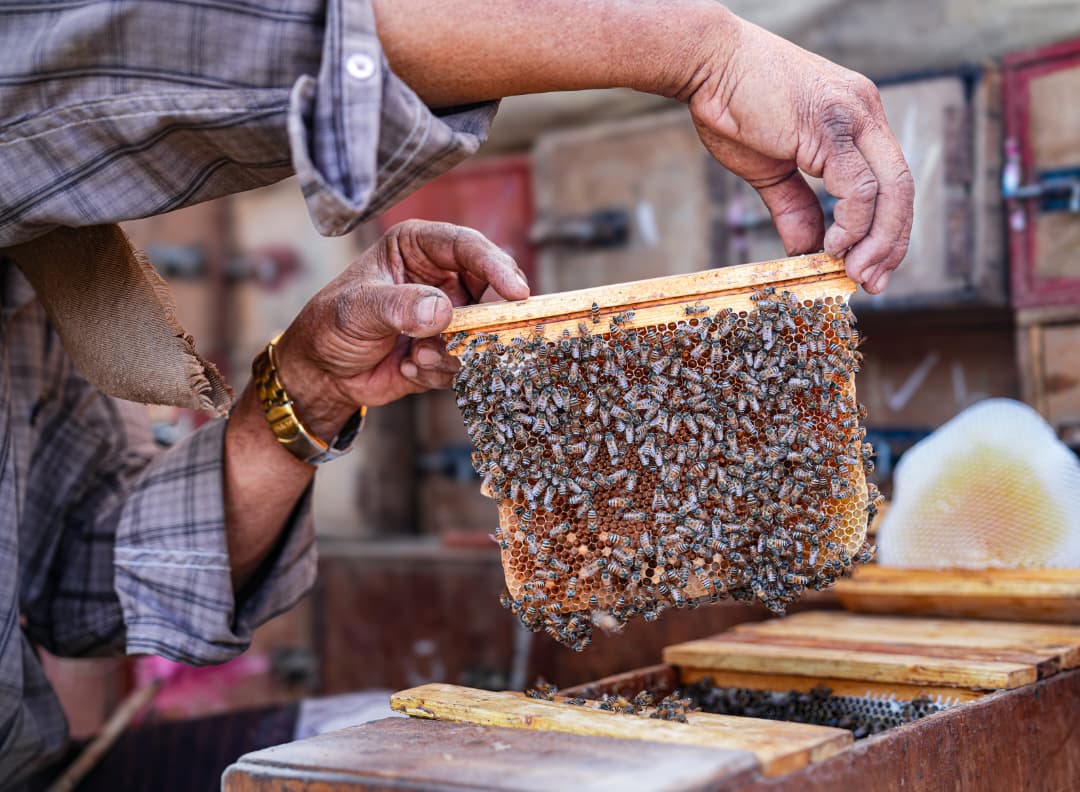 Masam_ENG's tweet image. In pictures | #Beekeeping is part of #Yemen’s cultural and economic heritage.
When #landmines cut off access to Sidr tree pastures in Shabwah, many beekeepers lost their hives, income, and a trade passed down through generations.
Project Masam’s clearance work is helping them