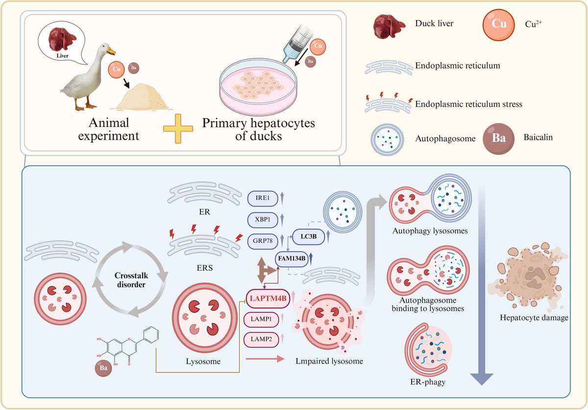 A study published in #JASB reveals LAPTM4B regulates copper-induced ER-lysosome disorder causing duck liver injury, while baicalin protects against this damage by targeting LAPTM4B. 🦆 
#Hepatotoxicity #Baicalin #DuckLiver #EnvironmentalHealth
jasbsci.biomedcentral.com/articles/10.11…