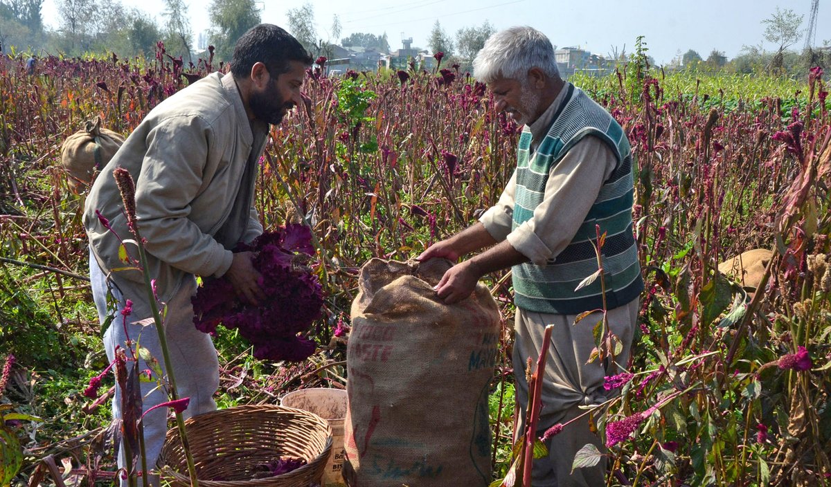 Farmers harvest vibrant cockscomb flowers, locally known as Mawal, in a field on the outskirts of Srinagar.
Photos Km / Umar Ganie