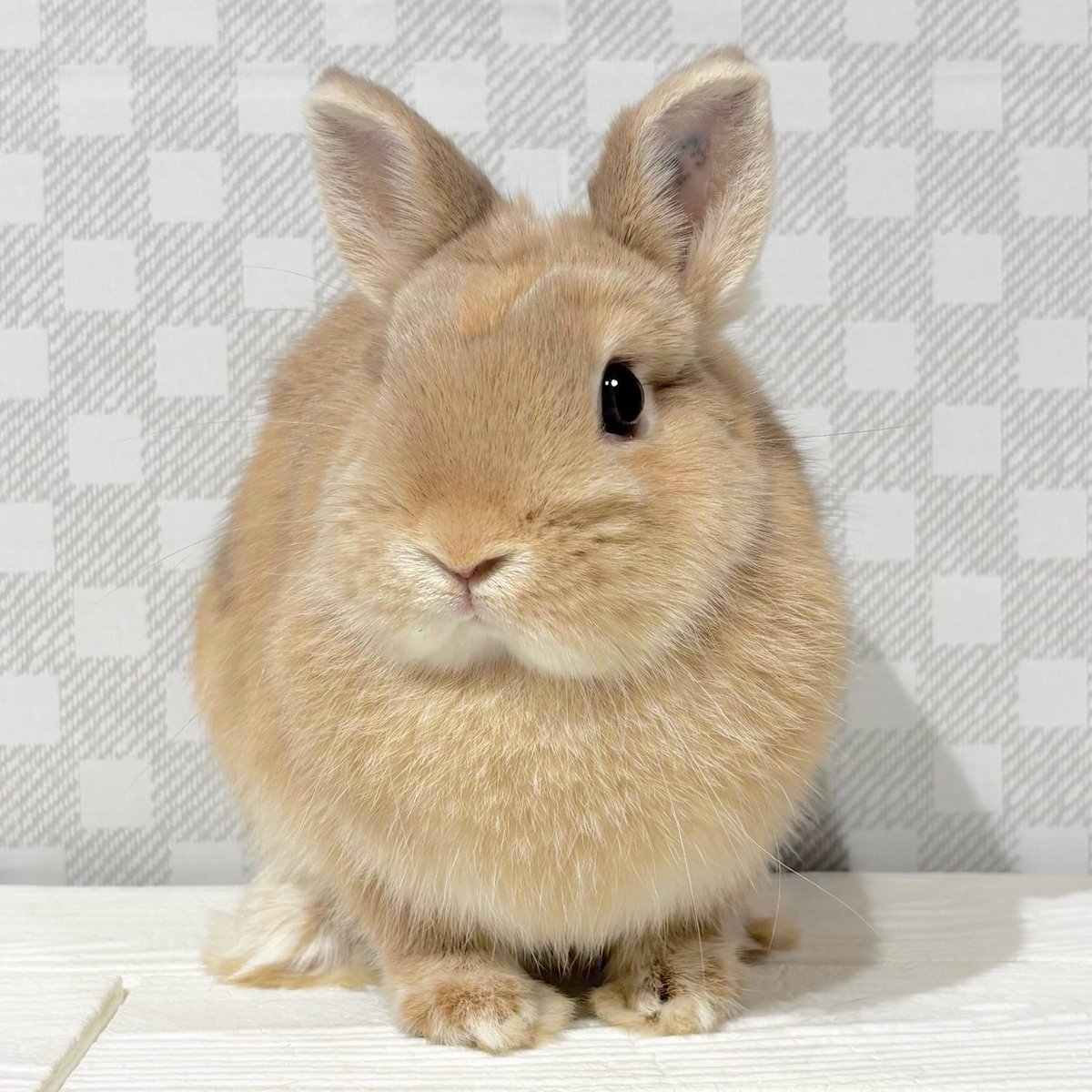 うさぎのしっぽ柴又店 on X