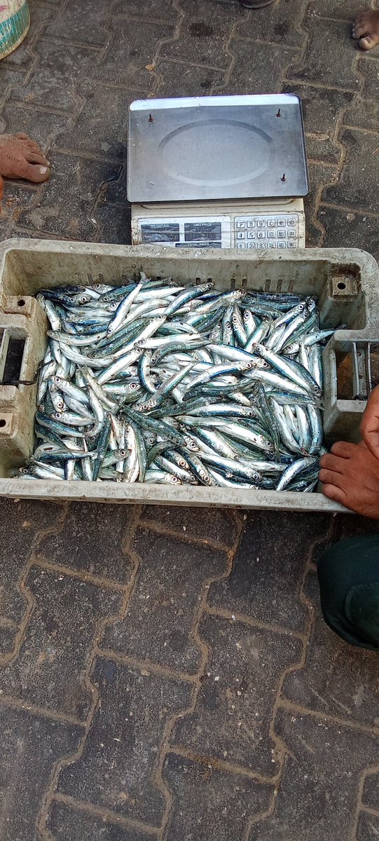 My simplest dream for children is to eat fish 🙏🙏🙏🙏#Gazahttps://chuffed.org/project/150407-please-help-wesel-her-6-children-with-food-medical-aid