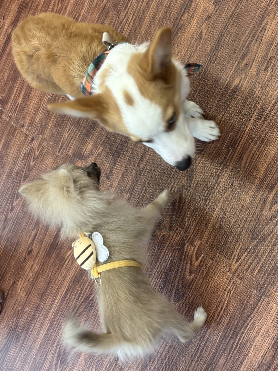 蝶と犬 蝶と犬 蝶と犬 Yahoo!オークション - Z/X ゼクス 蝶ヶ崎ほのめ