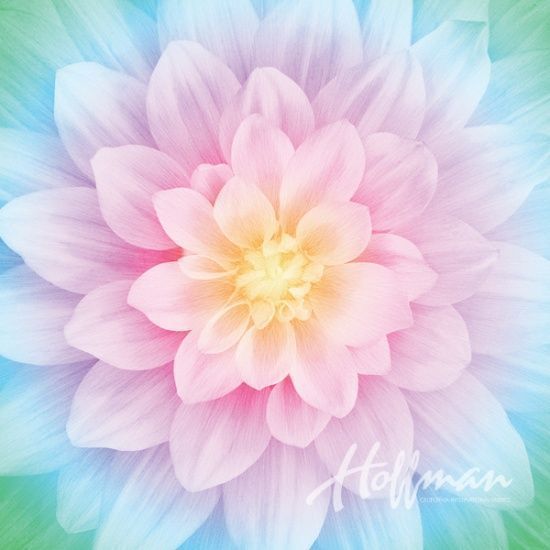 🟦💖Stephanie Howarth tweet media