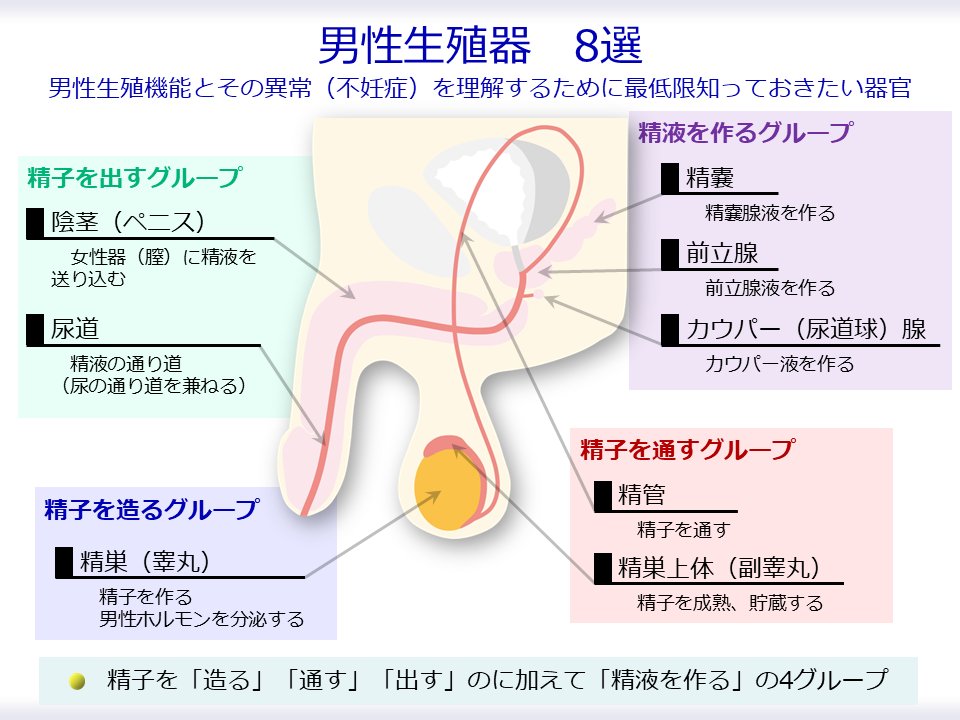 【男性生殖器】

「男性生殖器」といっても、その種類はいくつかありますが、ここでは、8つ紹介します

①精子を造る
②精子を通す
③精子を出す

に加えて、

④精液を作る

の4つの役割グループに整理するとわかりやすいです mtbrs.net/ps_androiwasho_スライド4_PNG