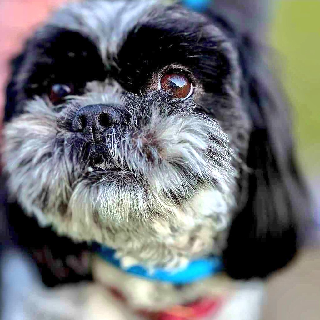 SCD_Rescue's tweet image. 🩵 BUDDY IS LOOKING FOR A FOREVER HOME 🩵
🩵NAME: Buddy

📌LOCATION: Foster in Newcastle Upon Tyne

🌎COUNTRY OF ORIGIN: UK

🎂AGE: 5 years (Sep 25)

♂️SEX: Male

🧬BREED: Shih Tzu x Lhasa Apso

⚖️SIZE/WEIGHT: Smal (12Kg)

✂️NEUTERED: Yes

🐕OTHER DOGS IN HOME: Yes

🐈CATS IN…