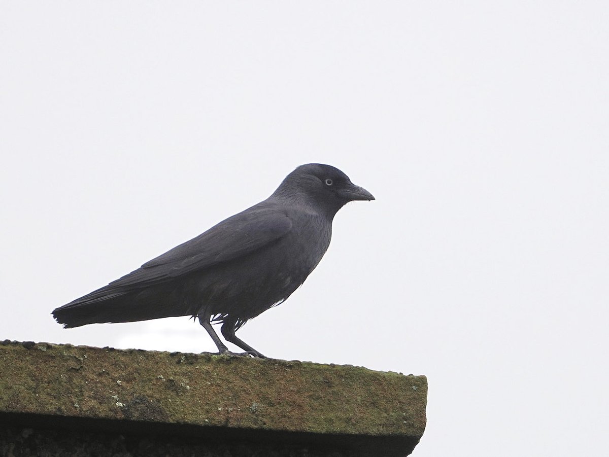 We have had easterly winds on our last few days on Fetlar, but unfortunately no eastern gems🙁They did produce a number of island rarities such as Jackdaw(8)Greenfinch, Goldfinch &amp; my 1st Island Woodcock and a late Garden Warbler. Enjoyable birding tinged with disappointment.