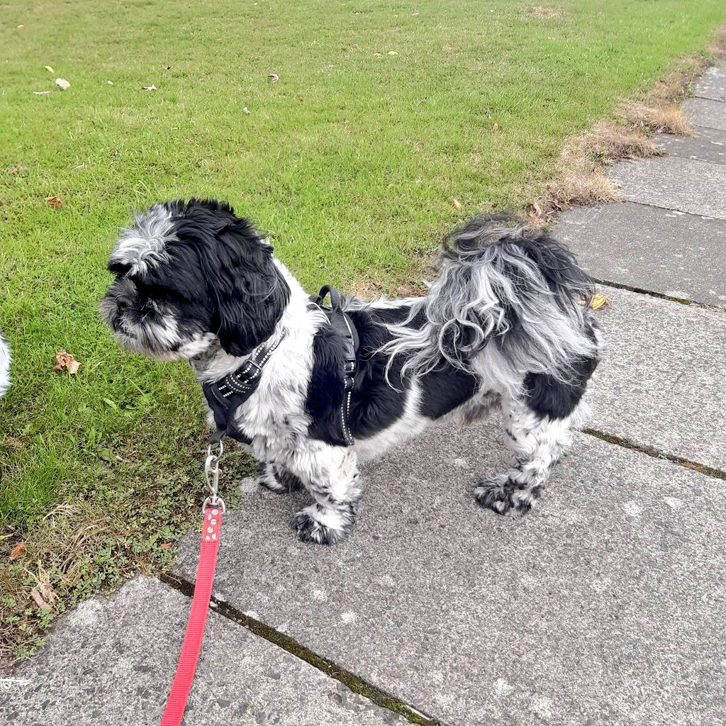 SCD_Rescue's tweet image. 🩵 BUDDY IS LOOKING FOR A FOREVER HOME 🩵
🩵NAME: Buddy

📌LOCATION: Foster in Newcastle Upon Tyne

🌎COUNTRY OF ORIGIN: UK

🎂AGE: 5 years (Sep 25)

♂️SEX: Male

🧬BREED: Shih Tzu x Lhasa Apso

⚖️SIZE/WEIGHT: Smal (12Kg)

✂️NEUTERED: Yes

🐕OTHER DOGS IN HOME: Yes

🐈CATS IN…