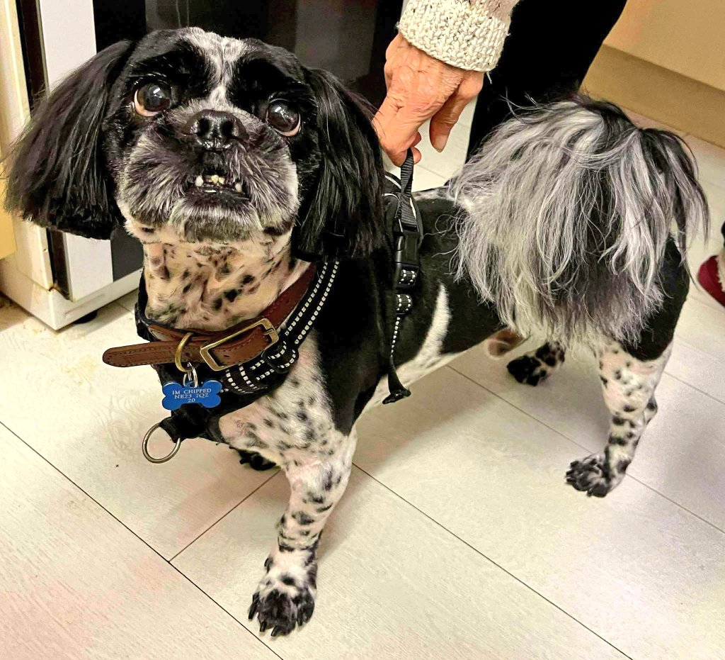 SCD_Rescue's tweet image. 🩵 BUDDY IS LOOKING FOR A FOREVER HOME 🩵
🩵NAME: Buddy

📌LOCATION: Foster in Newcastle Upon Tyne

🌎COUNTRY OF ORIGIN: UK

🎂AGE: 5 years (Sep 25)

♂️SEX: Male

🧬BREED: Shih Tzu x Lhasa Apso

⚖️SIZE/WEIGHT: Smal (12Kg)

✂️NEUTERED: Yes

🐕OTHER DOGS IN HOME: Yes

🐈CATS IN…