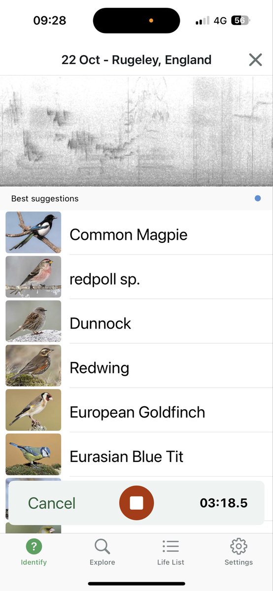 Nice range of birds from my 10 minutes on my balcony 
Good to see bramblings &amp; kingfisher back