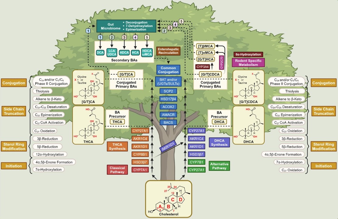 MetwareGlobal's tweet image. Bile acids ≠ just “fat detergents.” They signal via FXR/TGR5, shaping glucose, lipids, and inflammation—see how LC-MS/MS panels make it measurable.
👉 metwarebio.com/bile-acids-hum…
#BileAcids #FXR #TGR5 #LCMS #Metabolomics