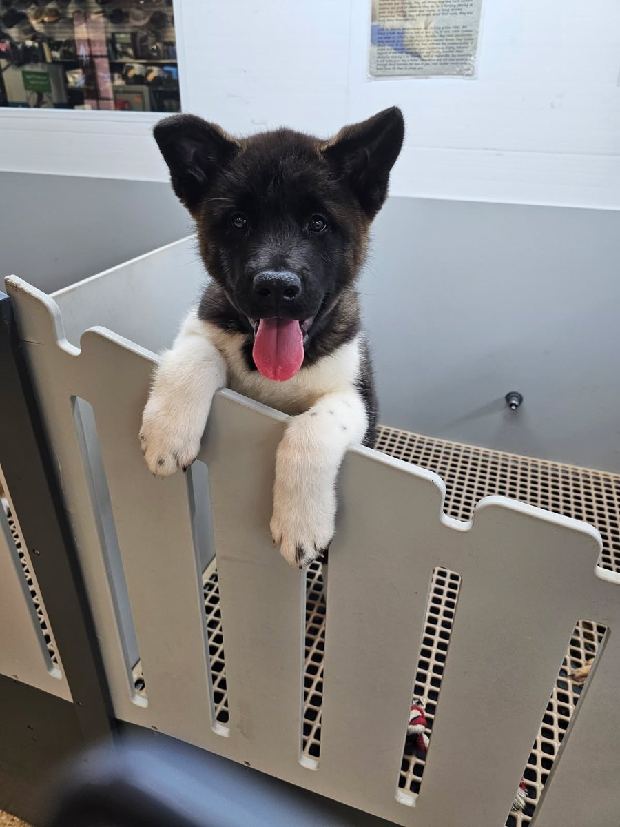 AshlynRose130's tweet photo. My mom knows how bad I want an Akita (I know they can be a difficult breed. Trust me I've done extensive research on them) and today she sent me this and I literally cried for hours because I live with my dad and he's not as easy to convince as my mom. He thinks their dangerous https://t.co/fGly7YnFS3