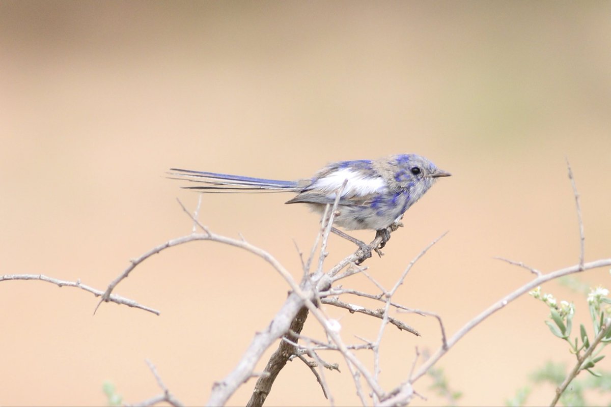 A molting male White-winged Fairy-wren. The transition from bright colours to their plain plumage can produce some stunning results. #birds #brucebirdlife