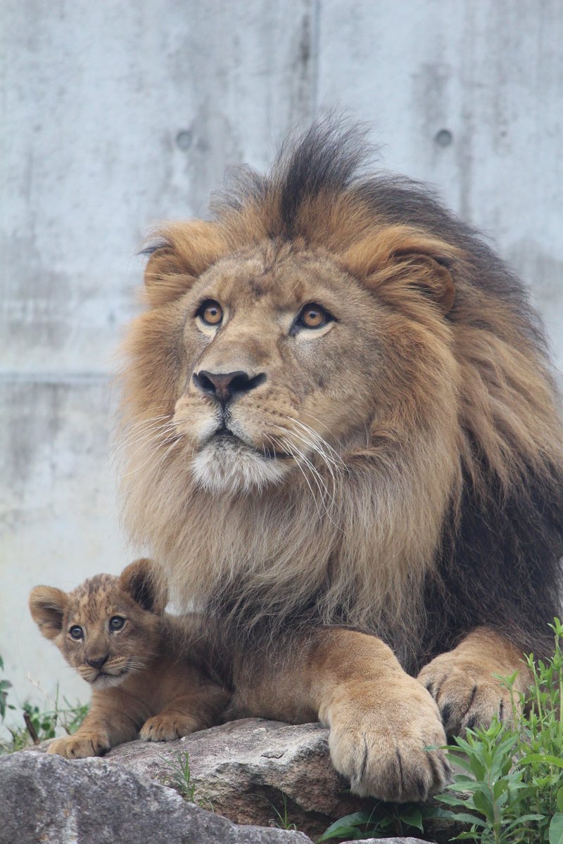 しばライオンページ しばライオンページ The day my Shiba Inu turned