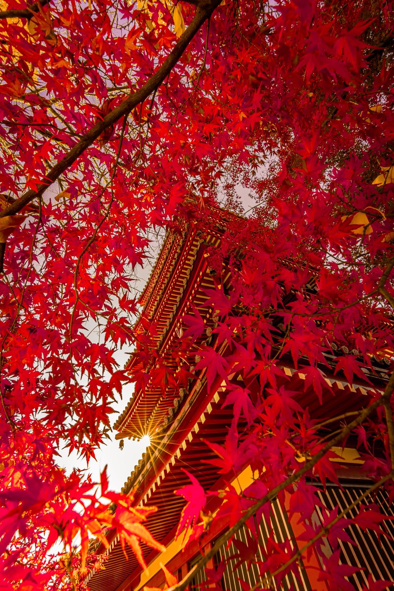 紅葉降る五重塔を見上げる