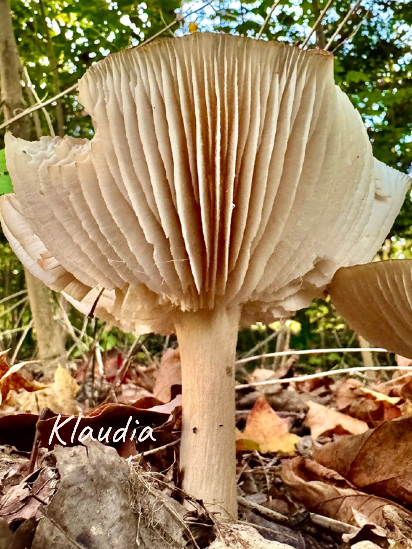 ☆きのこ☆ Amazon | Reverse Studio X Merry Goods マッシュルームガールズ