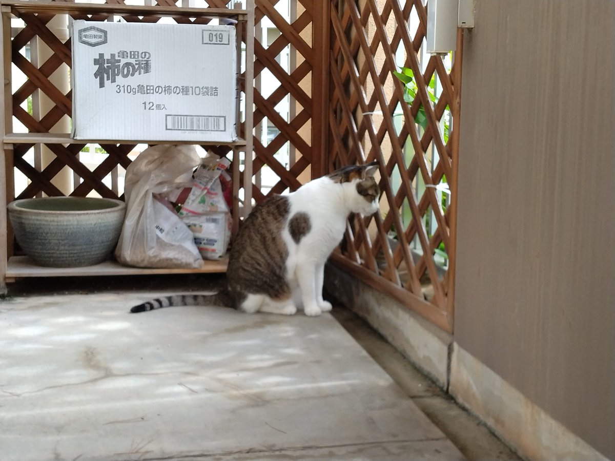 #猫好きさんと繋がりたい