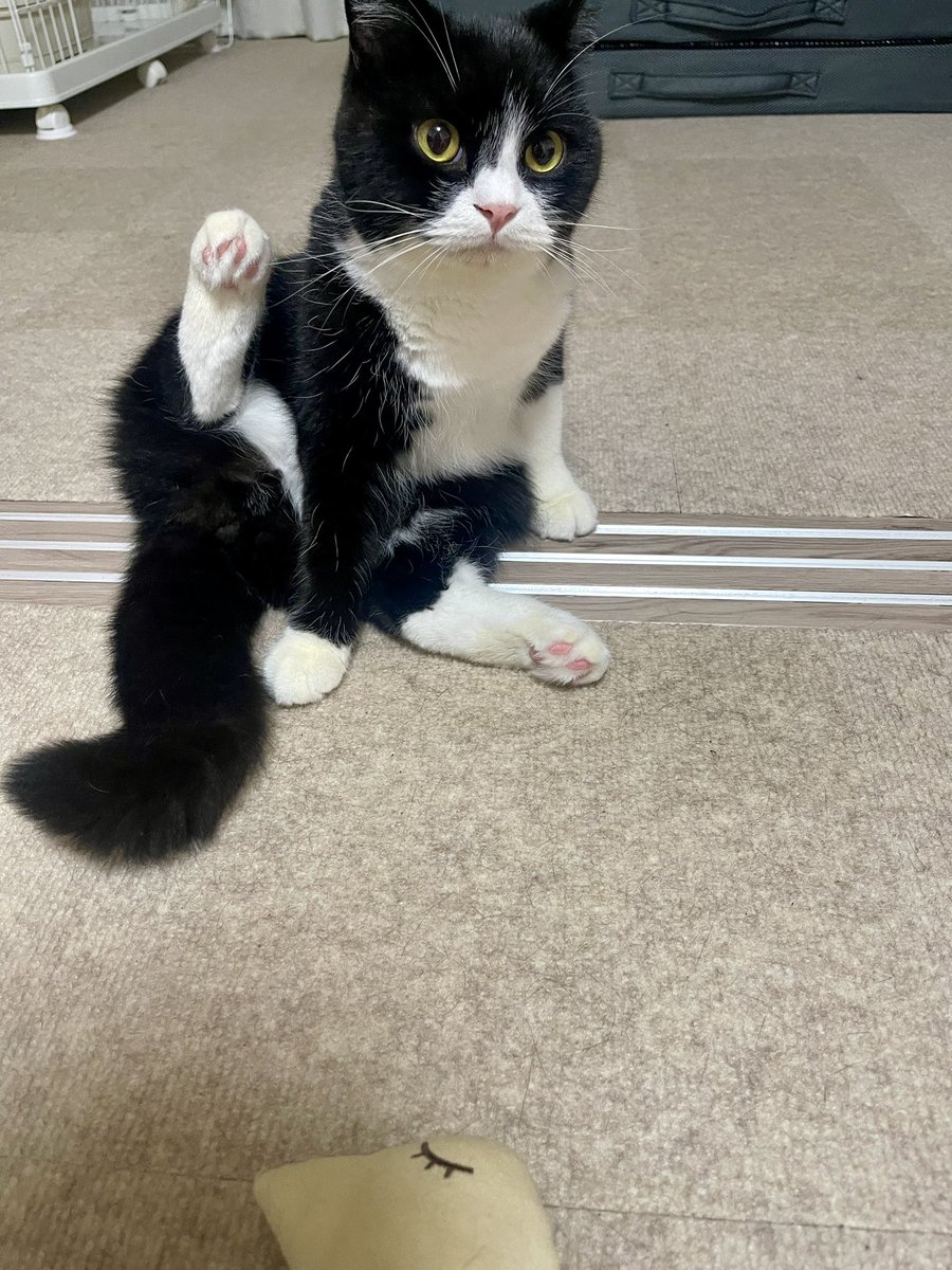 たろう (@taro20216) / Posts / X