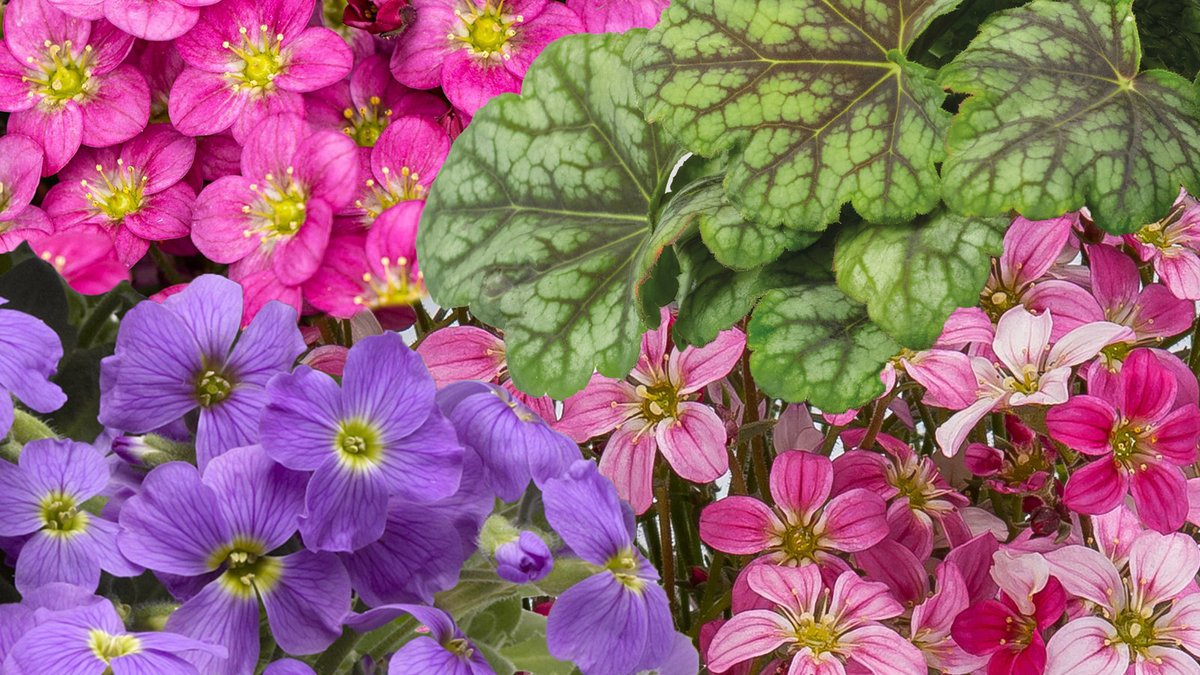 Earley Ornamentals tweet media