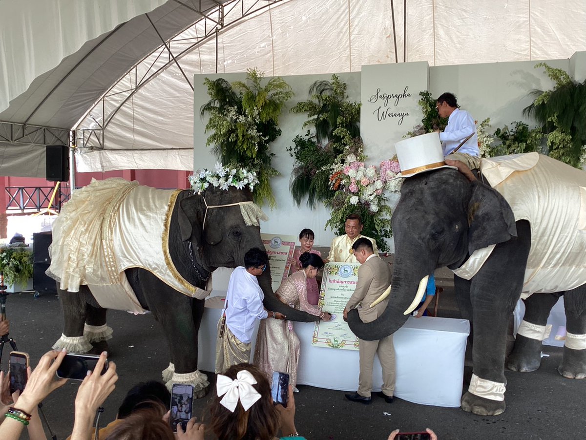PPMikee's tweet photo. โครงการคชอาณาจักร จังหวัดสุรินทร์ สังกัดอสส. ร่วมกับFCช้างพลายบัวบาน นาโน ได้จัดกิจกรรมจดทะเบียนสมรสช้างจำนวน 1 คู่ ระหว่างพลายบัวบาน���ับพังสมบูรณ์(นาโน)ในวันที่ 22 ตค 2568 เป็นการทะเบียนสมรสช้างคู่แรกของโครงการ
#พลายบัวบาน #บัวบาน #พังนาโน
#จดทะเบียนสมรสช้าง #ช้างสุรินทร์ https://t.co/7gDFu5WuVp