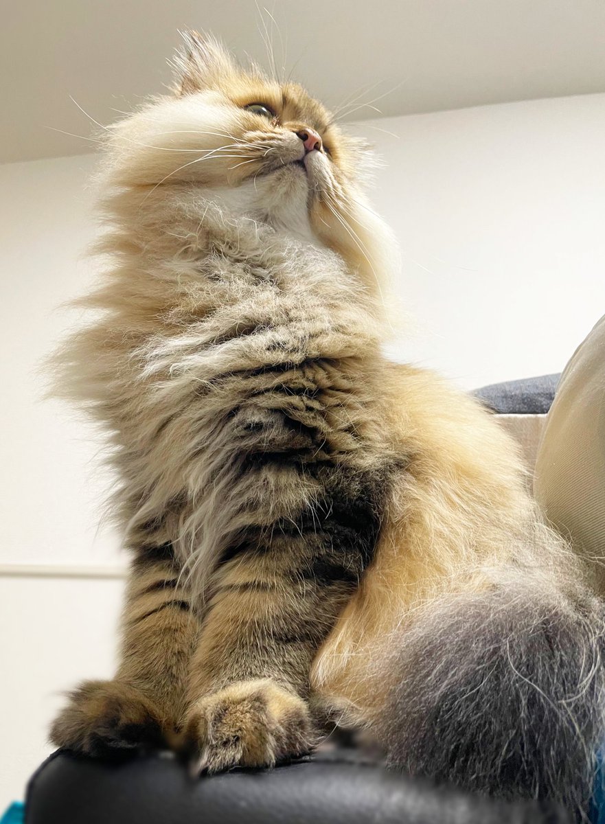 今日もお疲れ様でした💪✨

今日もがんばったあなたへ🐾
もふっと癒しをお届けします💕

#猫好きさんと繋がりたい 
#ねこかわいいね　#ブルバ100
#もふもふ　#猫　#にゃん吉