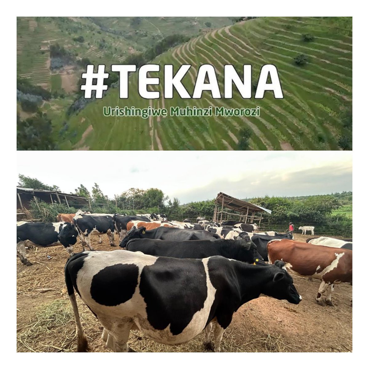 Did You Know You Can Insure Your Cows Through the Tekana Urishingiwe Muhinzi–Mworozi Program?

Every farmer dreams of seeing their livestock grow strong and productive ; providing milk, income, and hope for a better tomorrow.
But one unexpected disease, accident, or disaster can