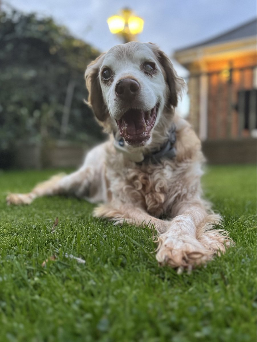 This photo taken recently of Ronnie with a halo 😇 has become very prescient 

In recent weeks Ronnie has not been well, a combination of age &amp; canine dementia were impacting his quality of life, he lost his spark &amp; his beautiful smile. We did everything to help him but knew his