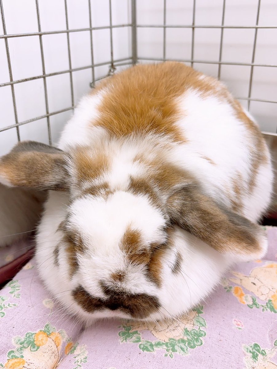 うさこ フェイスパスケース うさこ – LINE FRIENDS SQUARE JAPAN OFFICIAL