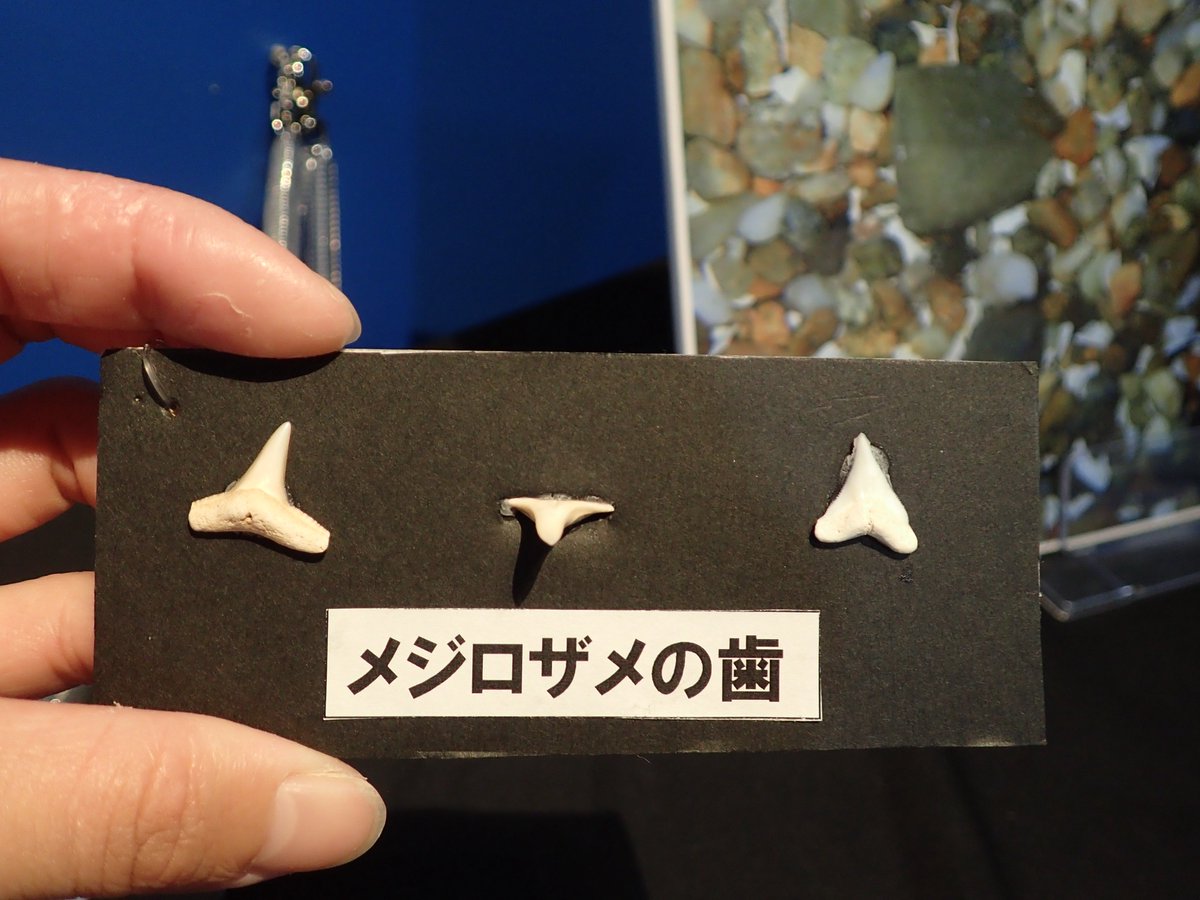 特別展串本のサメをご紹介✨] その② タッチングコーナー🤏 特別展では