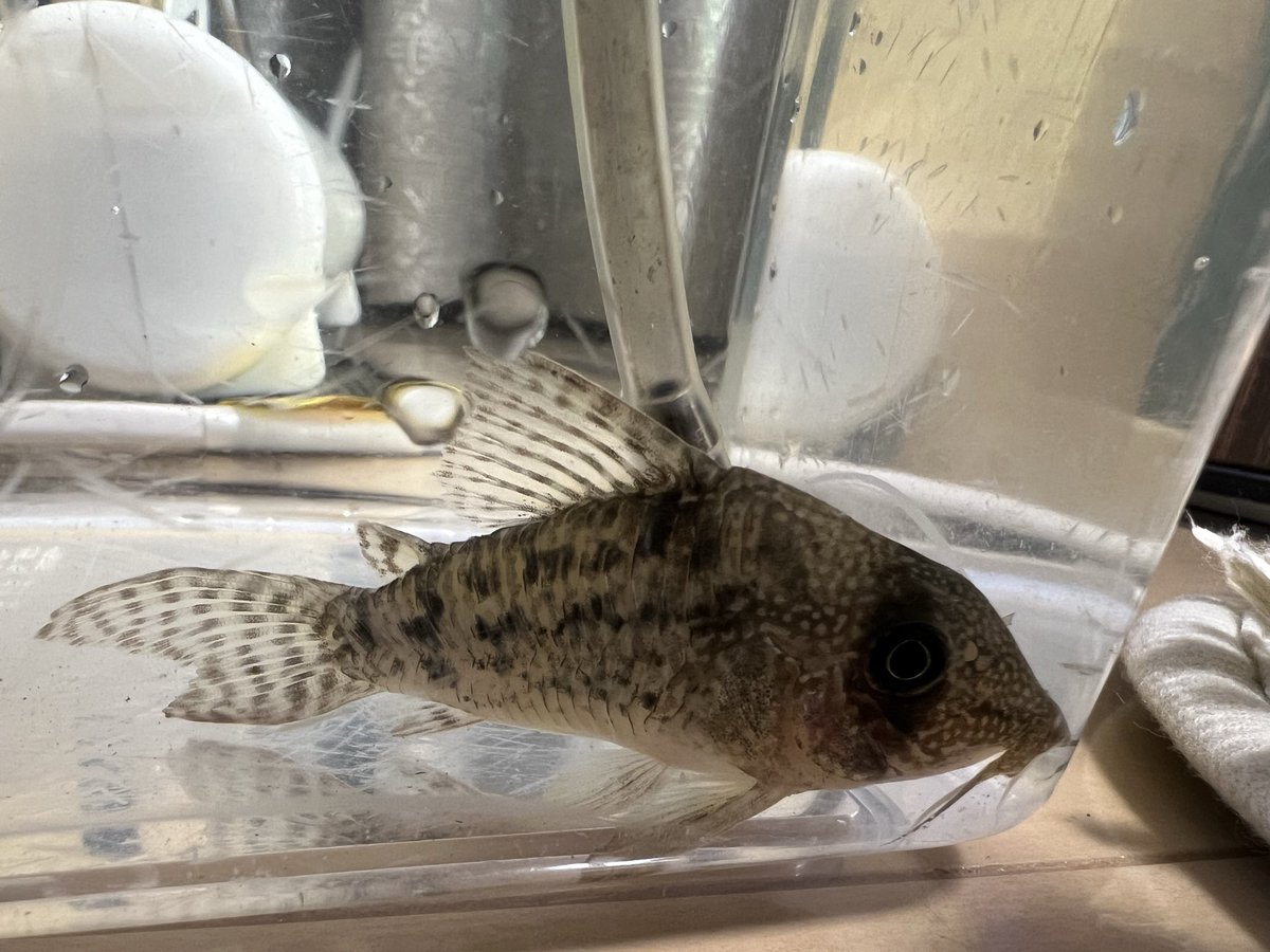 kimuraebinamazu's tweet image. ひさーしぶりにタイガーアンチェスターやで！
丁度3年振り！
月日が経つのは早いです😇
今回も黒斑っぽい子を選びました😄
元気に育て😄
#コリドラス