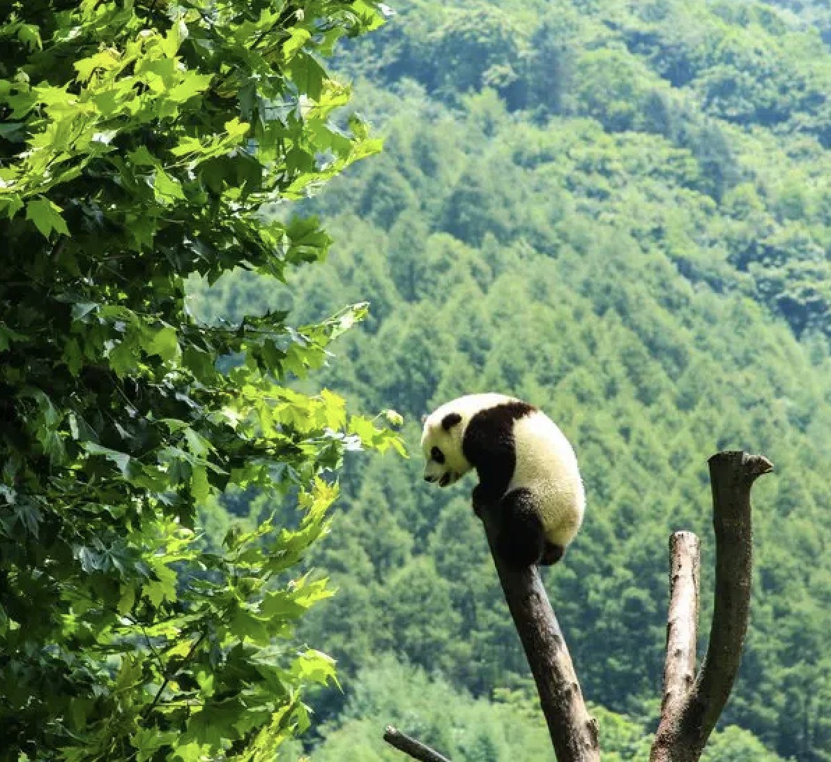 LegitTargets's tweet image. 🚨🇨🇳 BREAKING: CHINA to plant 2 HUGE NEW FORESTS covering the size of IRELAND