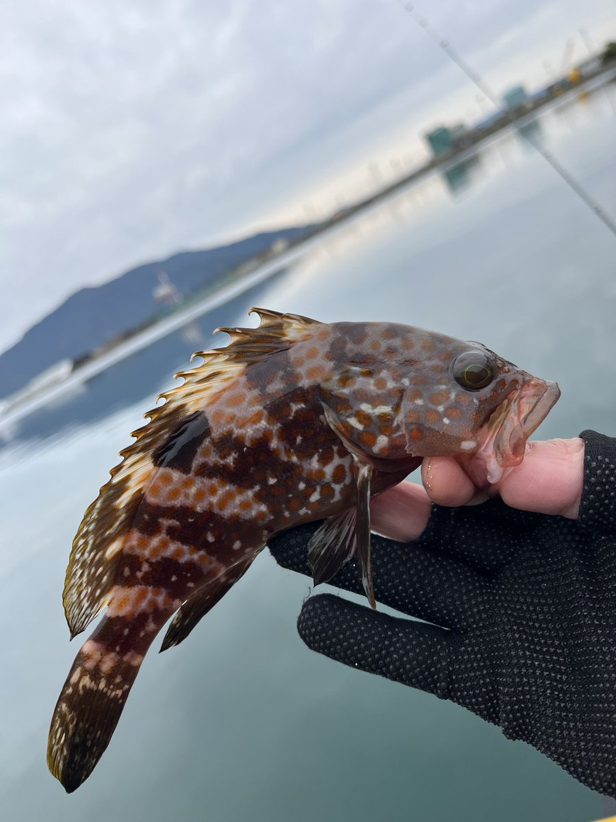 かもめ🐟 (@GULL727) / Posts and Replies / X