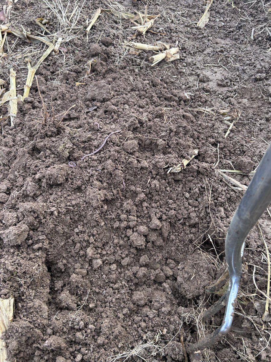 Min tilled maize after grass on a dairy, looking at the earthworm activity I don’t think the soil is in a bad state 👌