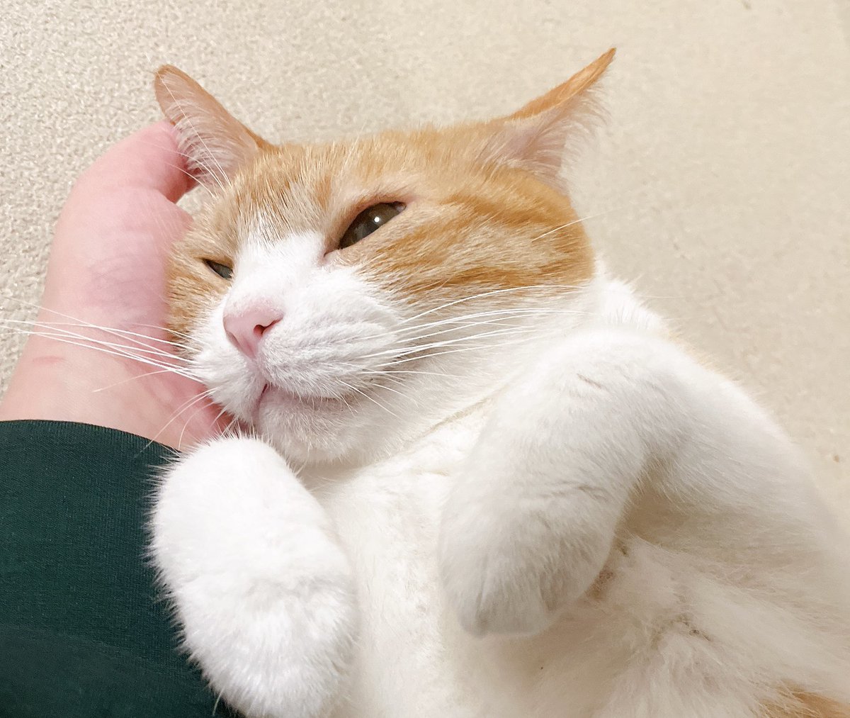 きなこ (@9i_7a_5o) / Posts / X