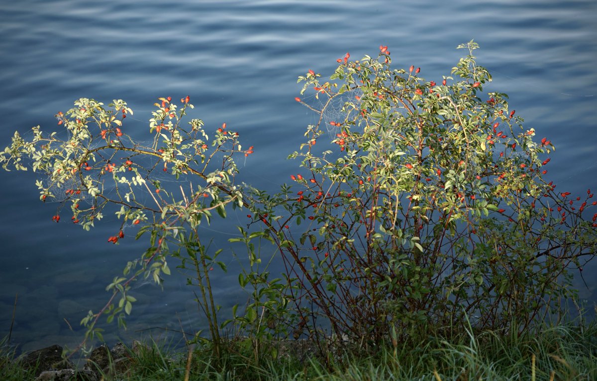 Morning #Landscapephotography #Switzerland